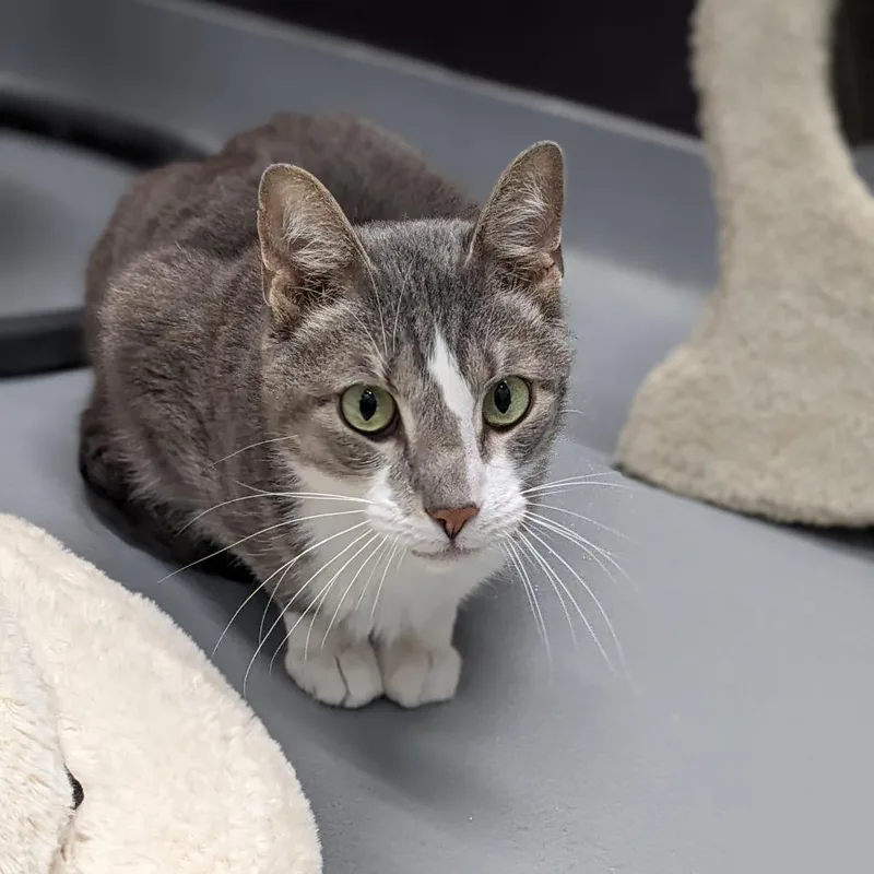 A senior medium-sized male Gray / Blue / Silver Domestic Short Hair cat named Bootsie for adoption in Cape Girardeau, MO