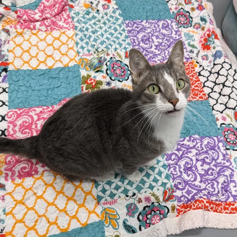 Bootsie thumbnail 2