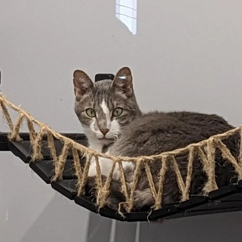 Bootsie thumbnail 3