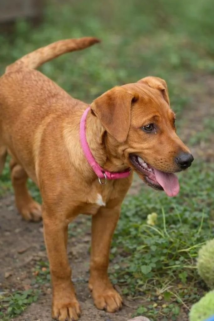 A baby large-sized female Labrador Retriever dog named Lucy for adoption in Princeton, MA