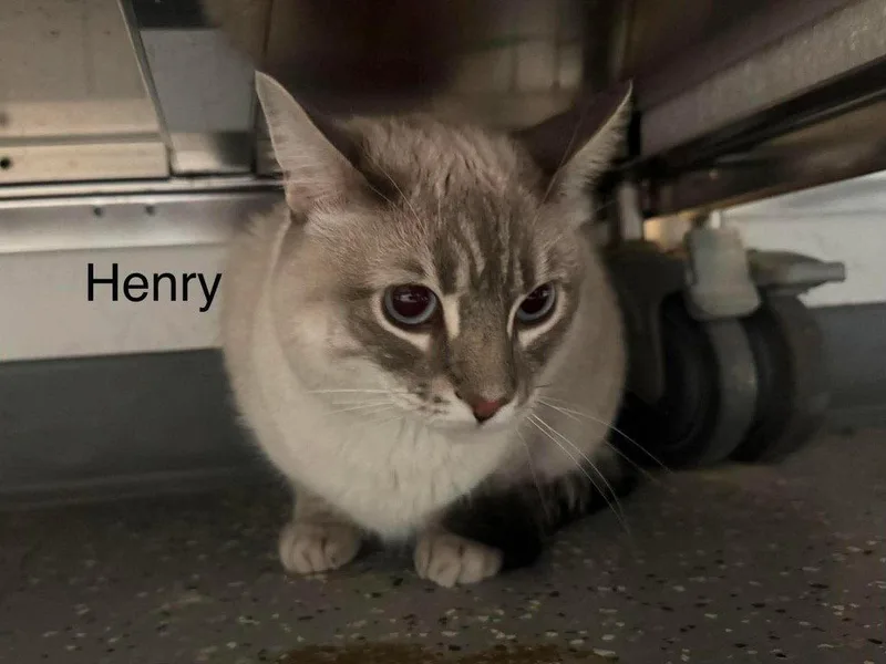 An adult small-sized male Domestic Short Hair cat named Henry III for adoption in Saint George, UT