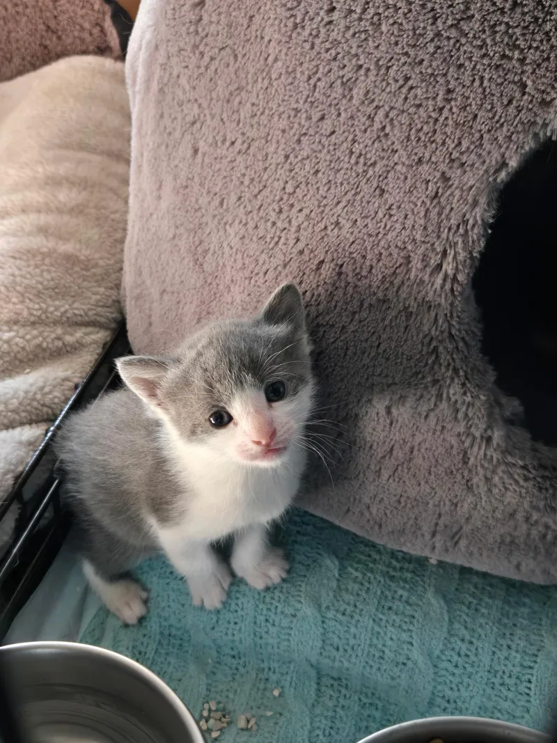 A baby medium-sized male Gray & White Domestic Short Hair cat named Mike for adoption in Clifton, NJ