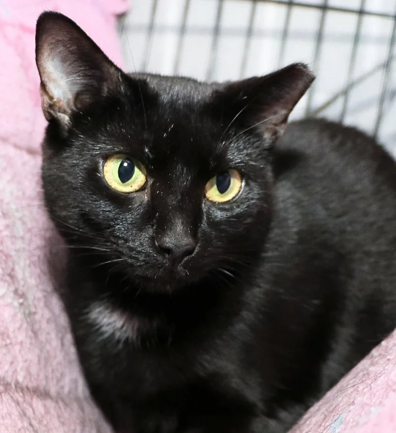 A young medium-sized female Black Domestic Short Hair cat named Tulip for adoption in Cincinnati, OH