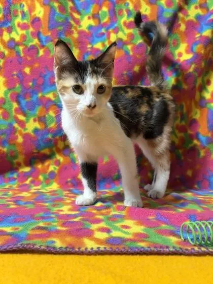 A baby small-sized female Domestic Short Hair cat named Gertrude for adoption in Burlington, WI