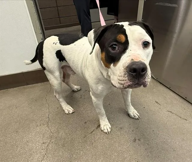 A young large-sized male Pit Bull Terrier dog named Hoover for adoption in Tucson, AZ