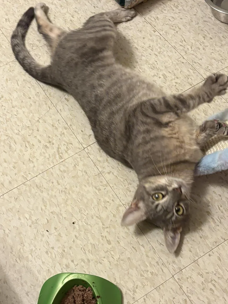 An adult medium-sized female Domestic Short Hair cat named Angel for adoption in Murrells Inlet, SC
