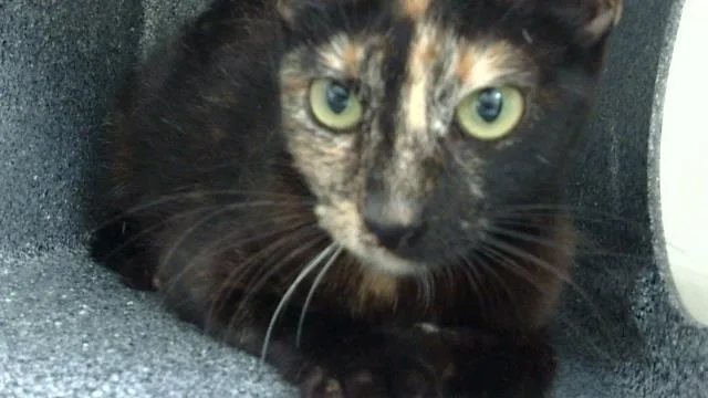 An adult medium-sized female Domestic Medium Hair cat named Mika for adoption in Dallas, TX
