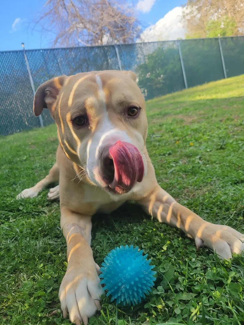 An adult medium-sized male Apricot / Beige Labrador Retriever dog named Blu for adoption in Lock Haven, PA