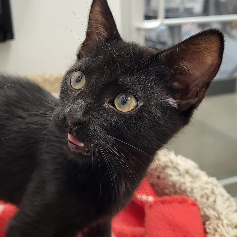 A baby medium-sized male Black Domestic Short Hair cat named Belgian Waffle for adoption in Grayslake, IL