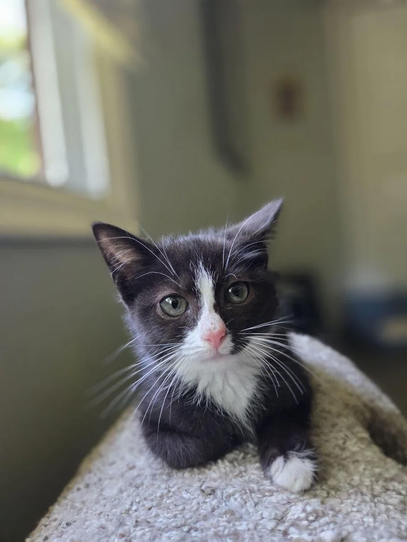 A baby medium-sized female Black & White / Tuxedo Domestic Short Hair cat named Alfalfa for adoption in Royal Oak, MI