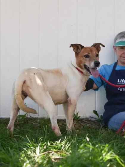 An adult large-sized female Mixed Breed dog named Peony for adoption in Chamblee, GA