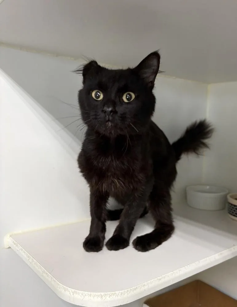 An adult medium-sized male Black Domestic Medium Hair cat named Marten for adoption in Rochester, IN