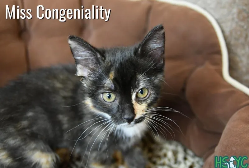 A baby medium-sized female Domestic Short Hair cat named Miss Congeniality for adoption in Fort Mill, SC