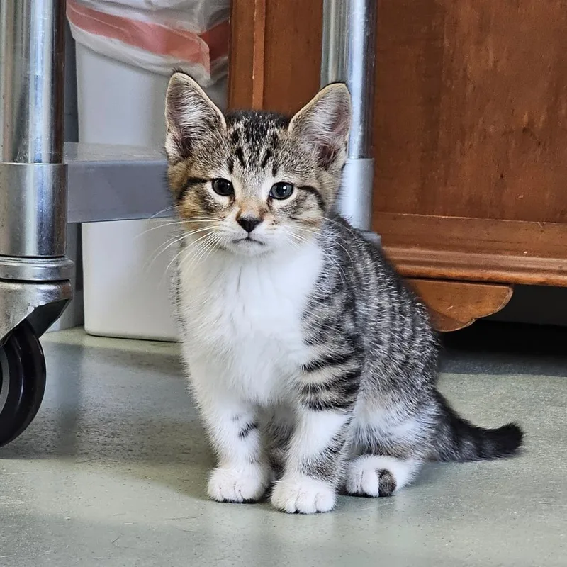 A baby medium-sized male Tabby (Brown / Chocolate) Domestic Short Hair cat named Cornell for adoption in Toledo, OH