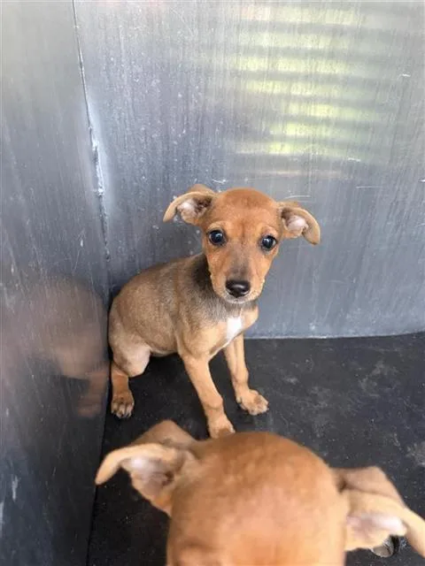A baby small-sized female Chihuahua dog named Adelaide for adoption in San Antonio, TX