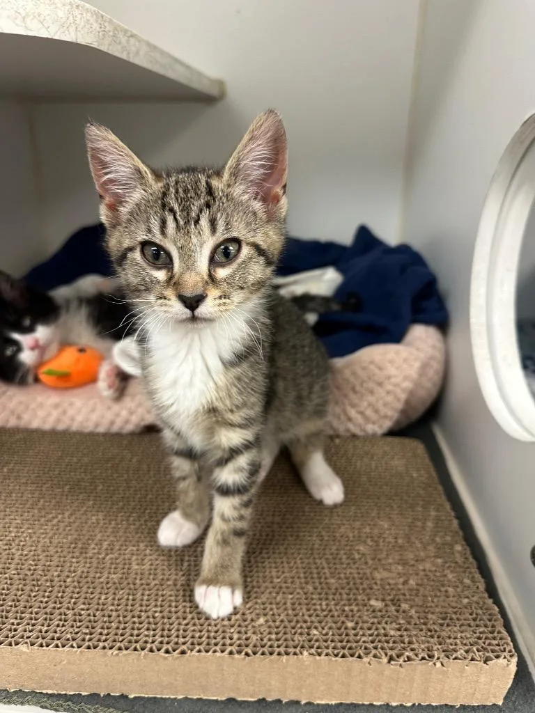A baby small-sized female Domestic Short Hair cat named BirdieBabyFace for adoption in Johnson City, TN