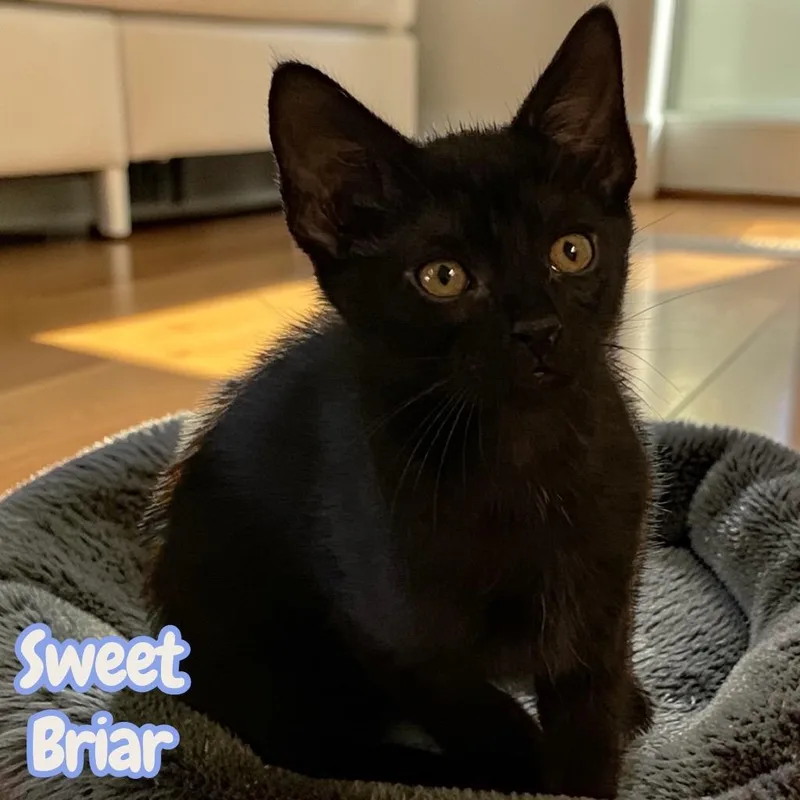 A baby medium-sized female Domestic Short Hair cat named Sweet Briar for adoption in Sorrento, LA