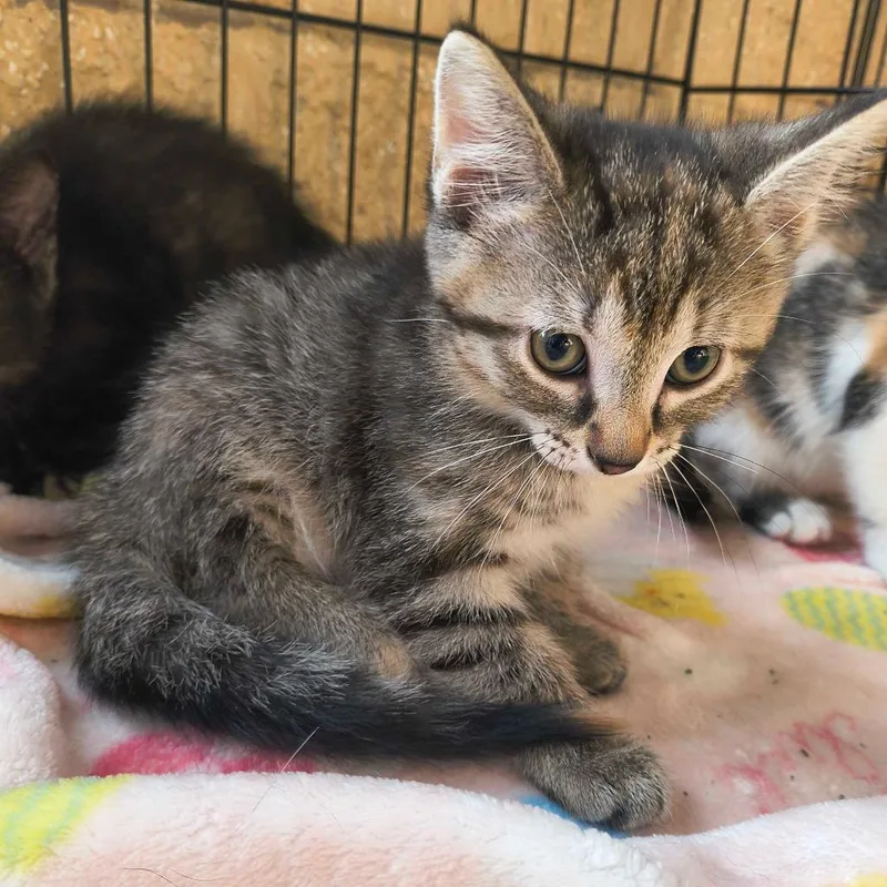 A baby small-sized female Gray / Blue / Silver Domestic Short Hair cat named Tiana for adoption in Deerfield, IL