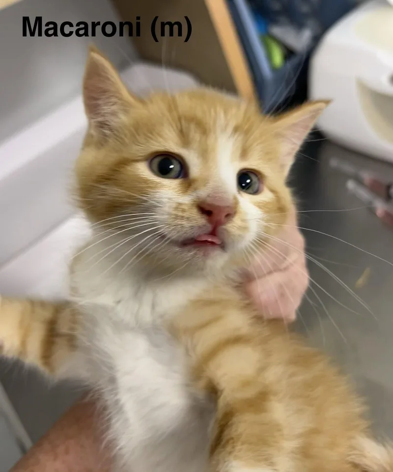 A baby medium-sized male Orange & White Domestic Medium Hair cat named Macaroni for adoption in Saugerties, NY