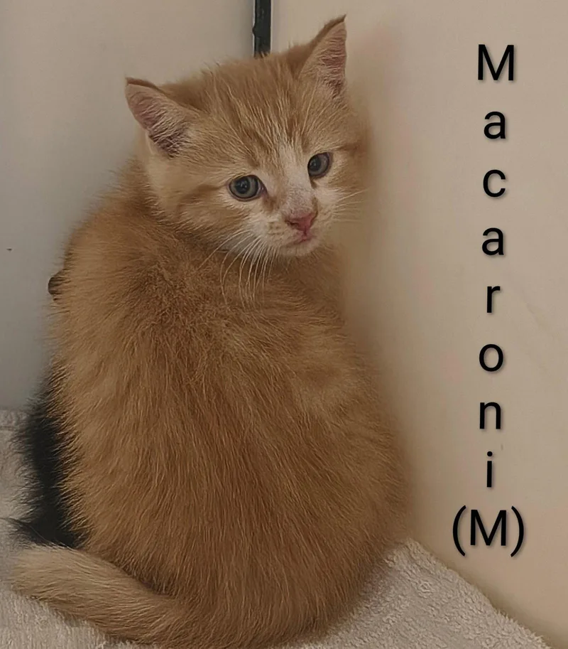 Macaroni thumbnail 2