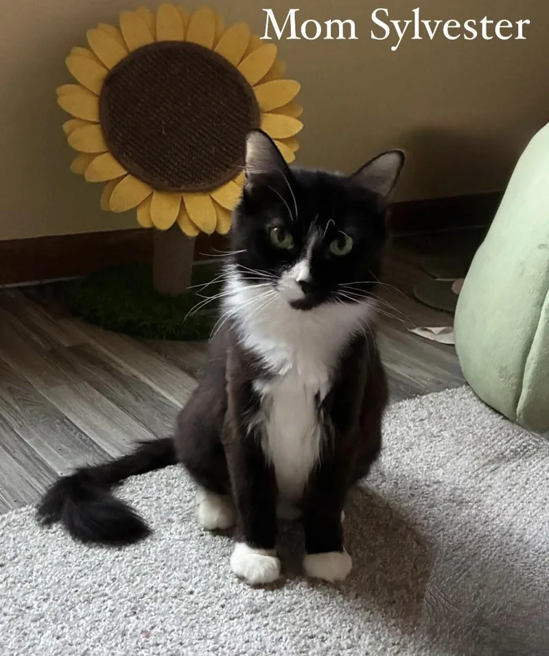 Mama Sylvester thumbnail 2