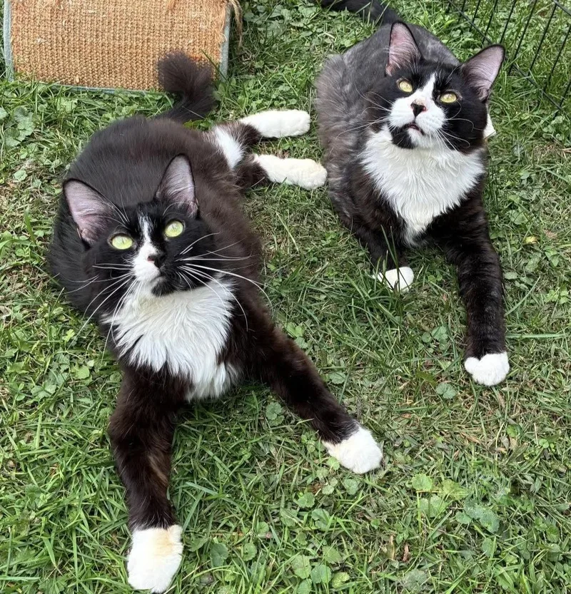 Mama Sylvester thumbnail 3