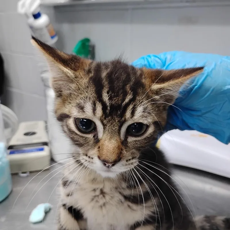 A baby small-sized male Brown / Chocolate Domestic Short Hair cat named Hayward for adoption in Summerville, SC