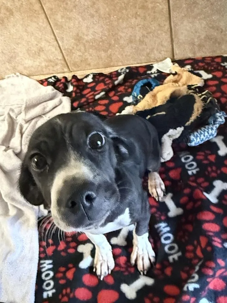 A baby small-sized female Dachshund dog named The Doxies : Delta for adoption in Osgood, IN
