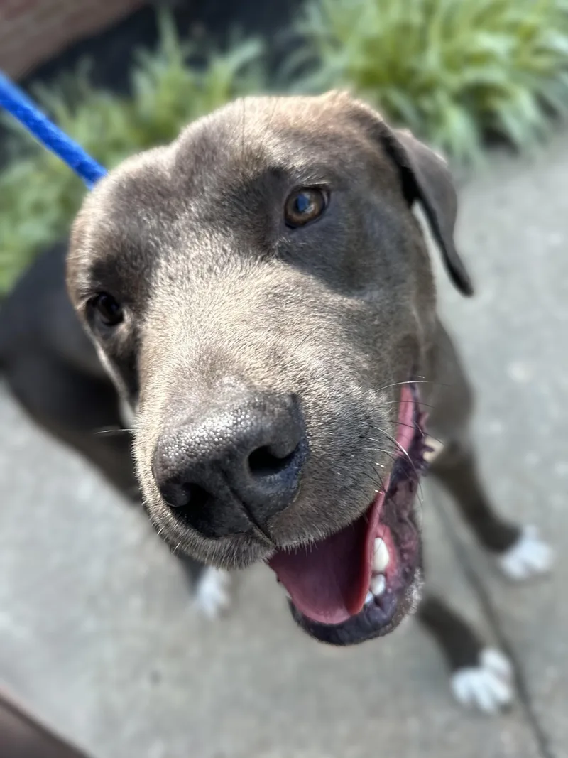 Mulligan thumbnail 2