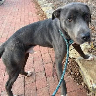 Mulligan thumbnail 3