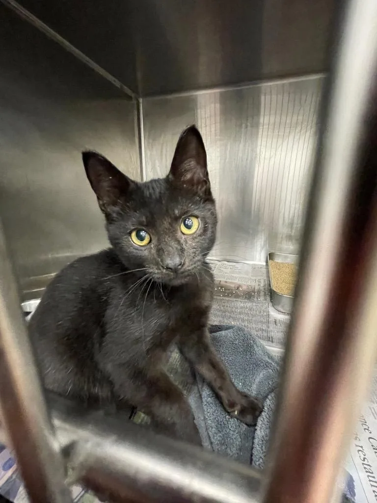 A baby small-sized male Domestic Short Hair cat named Church for adoption in Angola, IN