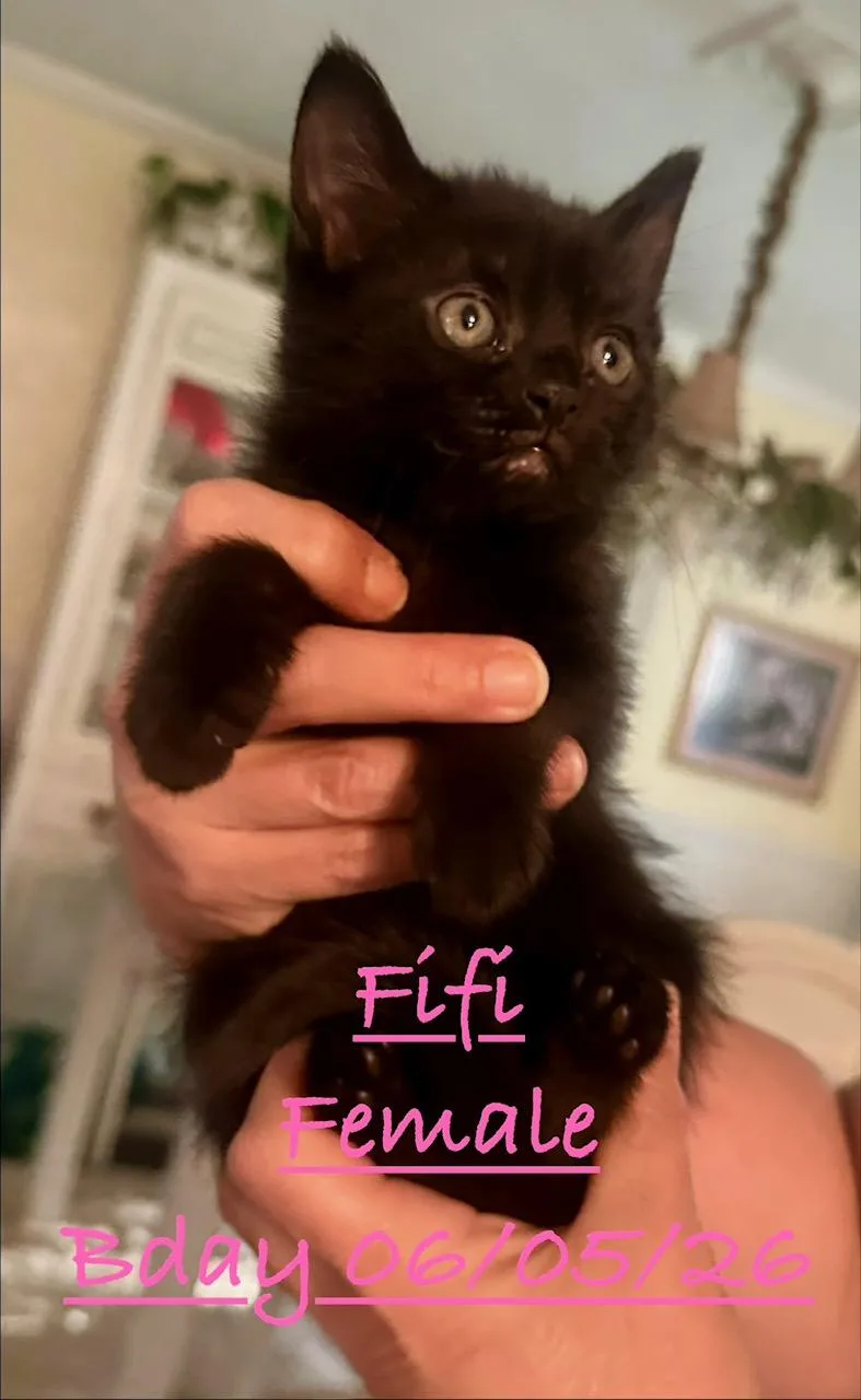 A baby small-sized female Black Domestic Short Hair cat named Fifi for adoption in Johnson City, TN
