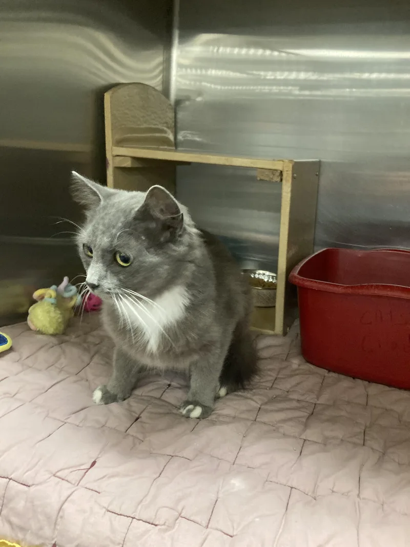 A young small-sized female Domestic Short Hair cat named Pixie for adoption in Morganton, NC