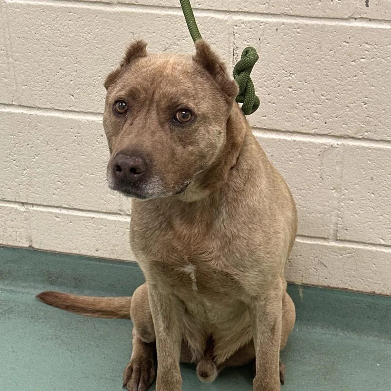 An adult large-sized male Yellow / Tan / Blond / Fawn Mixed Breed dog named Chocco for adoption in Memphis, TN