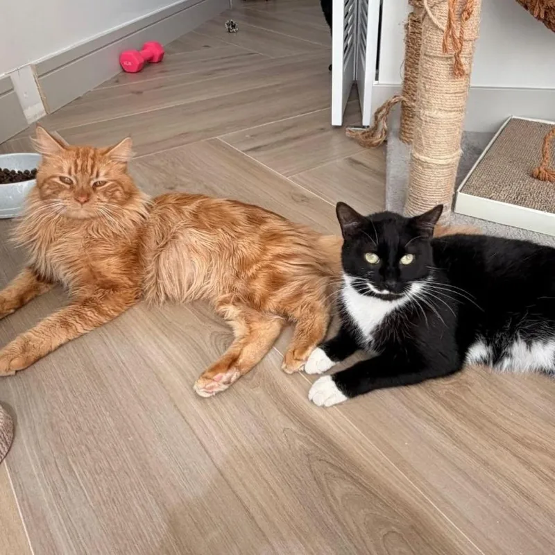 Charlie And Snowstorm