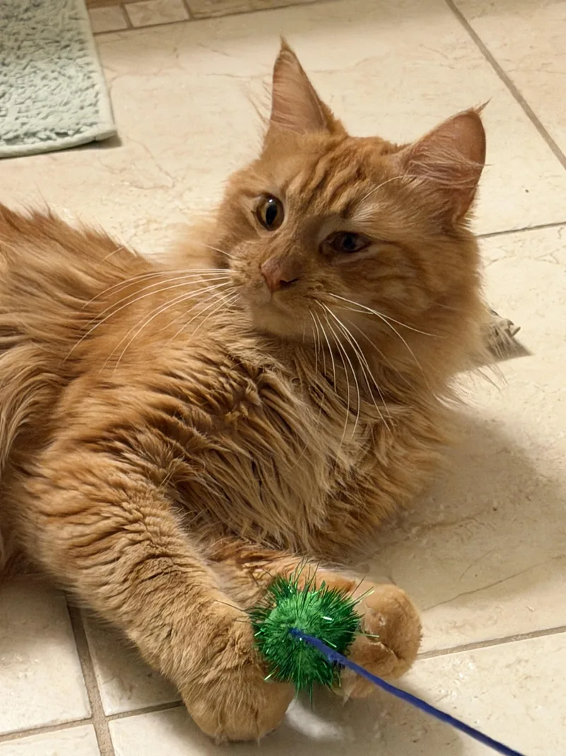 Charlie And Snowstorm thumbnail 2