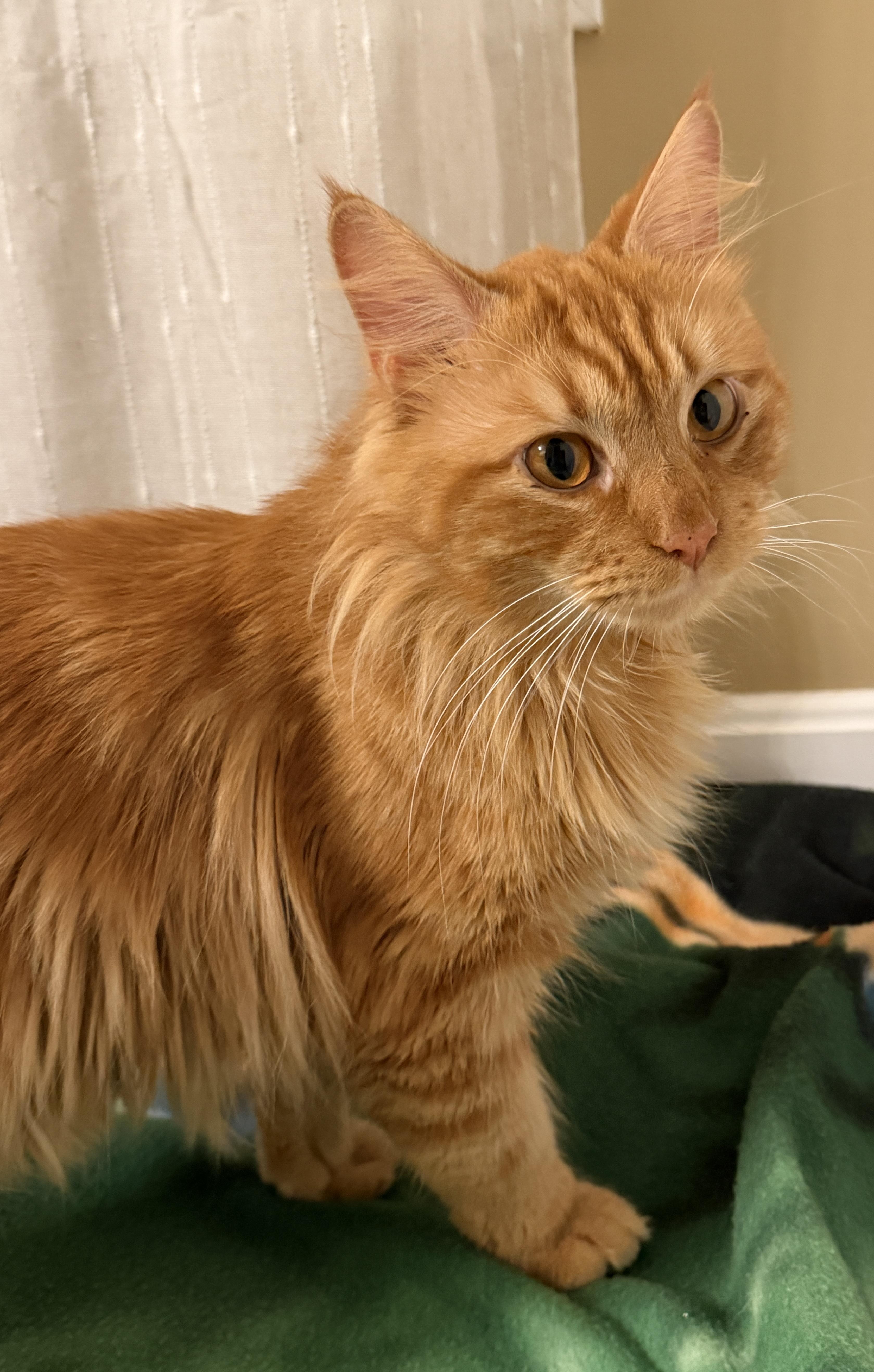 Charlie And Snowstorm thumbnail 3