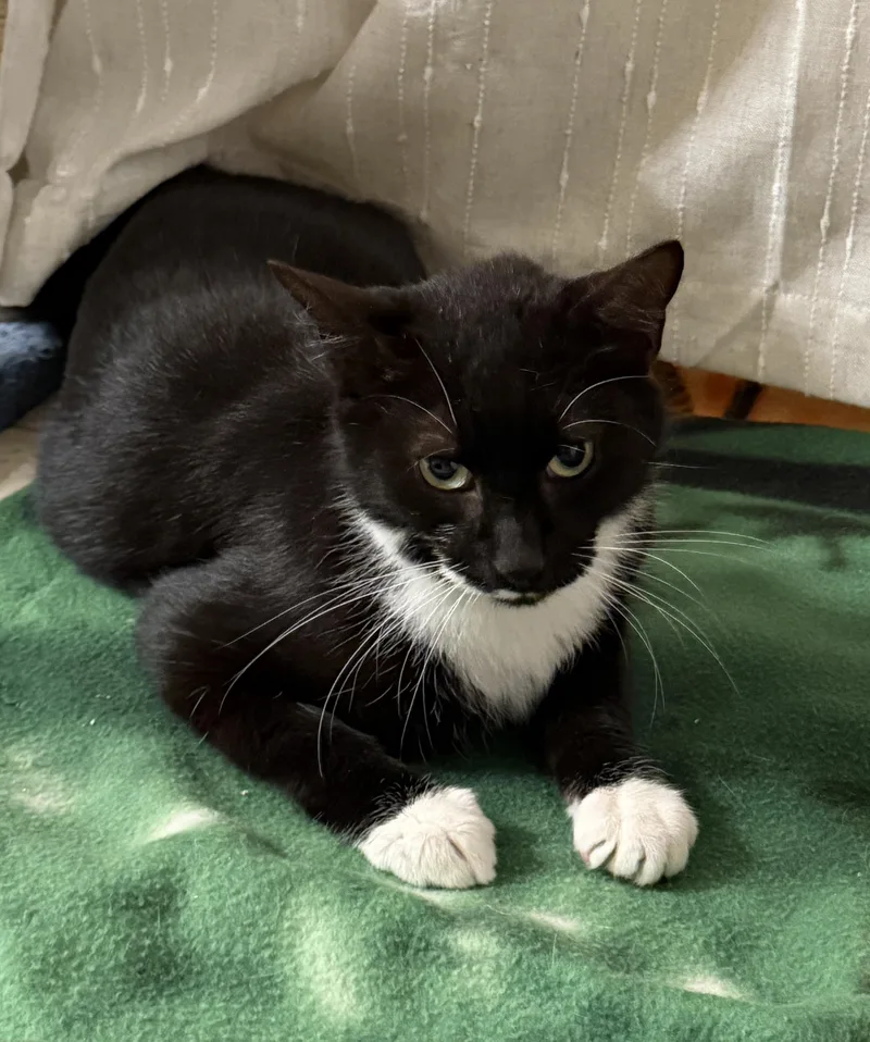 Charlie And Snowstorm thumbnail 4