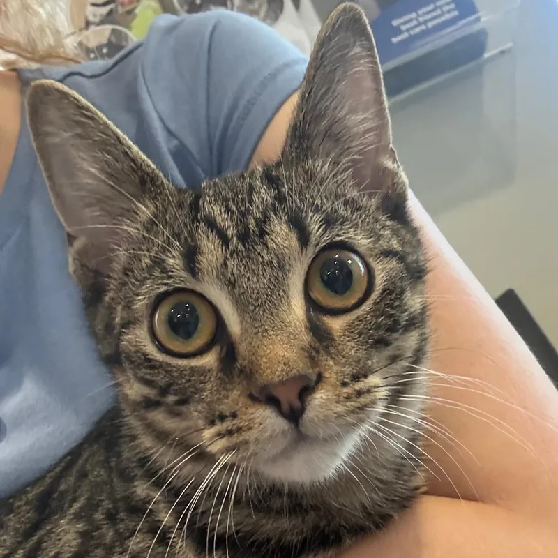 A baby medium-sized male Domestic Short Hair cat named Phil for adoption in Columbia Station, OH