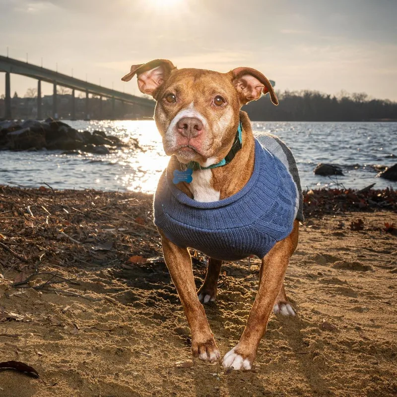 Cinnamon thumbnail 2