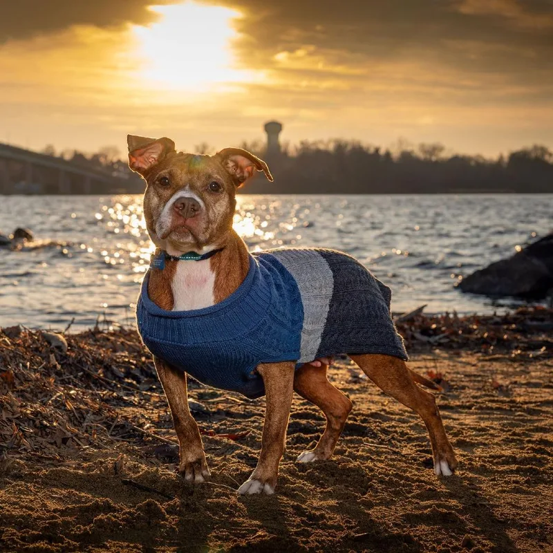 Cinnamon thumbnail 3