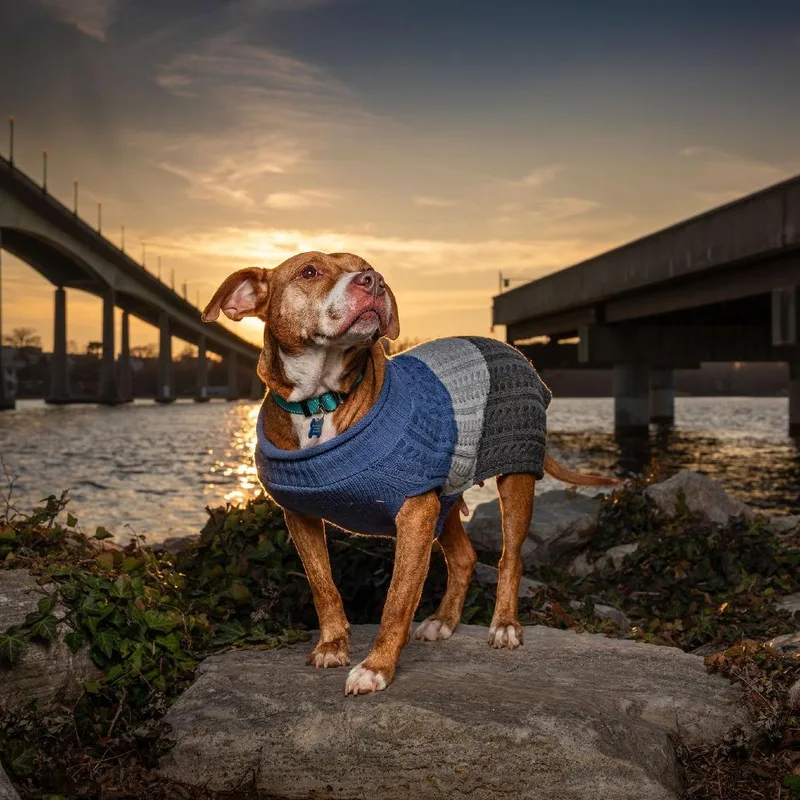 Cinnamon thumbnail 4