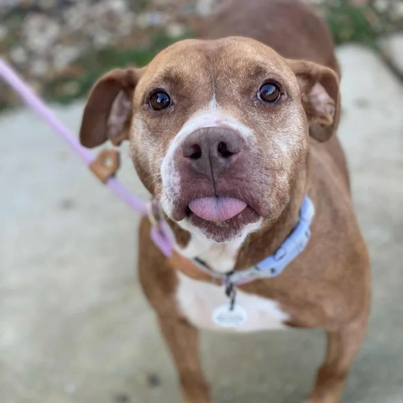 Cinnamon thumbnail 5