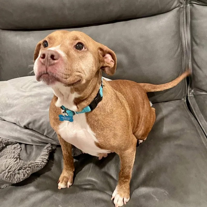 Cinnamon thumbnail 6