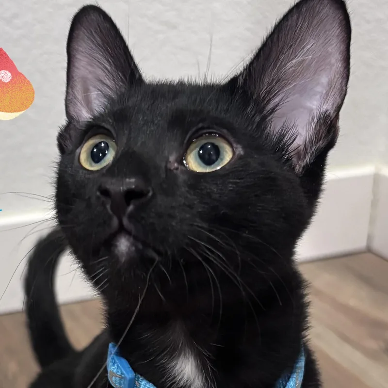 A baby medium-sized male Black Domestic Short Hair cat named Enoki for adoption in San Diego, CA