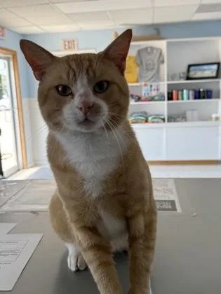 An adult medium-sized male Domestic Short Hair cat named Duncan for adoption in Mount Pleasant, IA