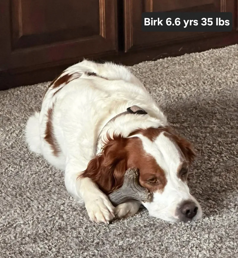 An adult medium-sized male Brittany Spaniel dog named OKBirk for adoption in Baldwinsville, NY