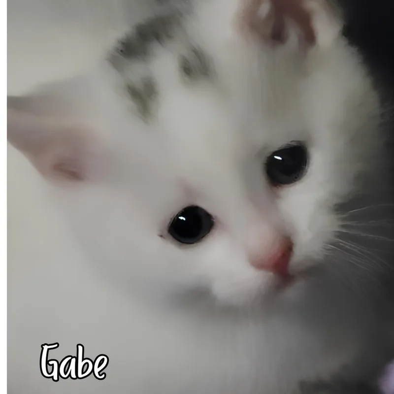 A young medium-sized male Domestic Short Hair cat named Gabe for adoption in Janesville, WI