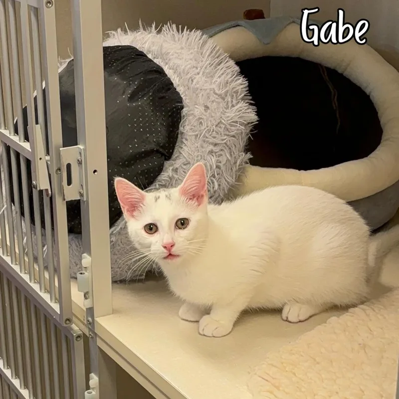 Gabe thumbnail 3