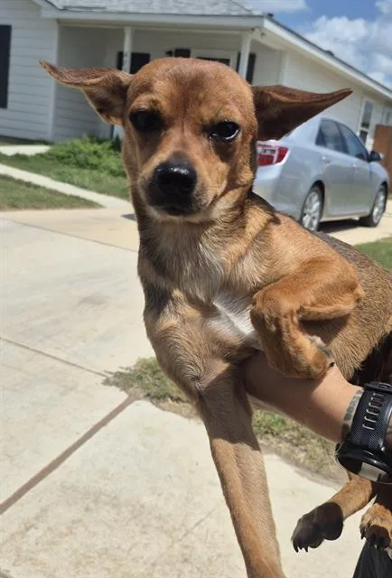 A young small-sized female Chihuahua dog named Rey for adoption in San Antonio, TX